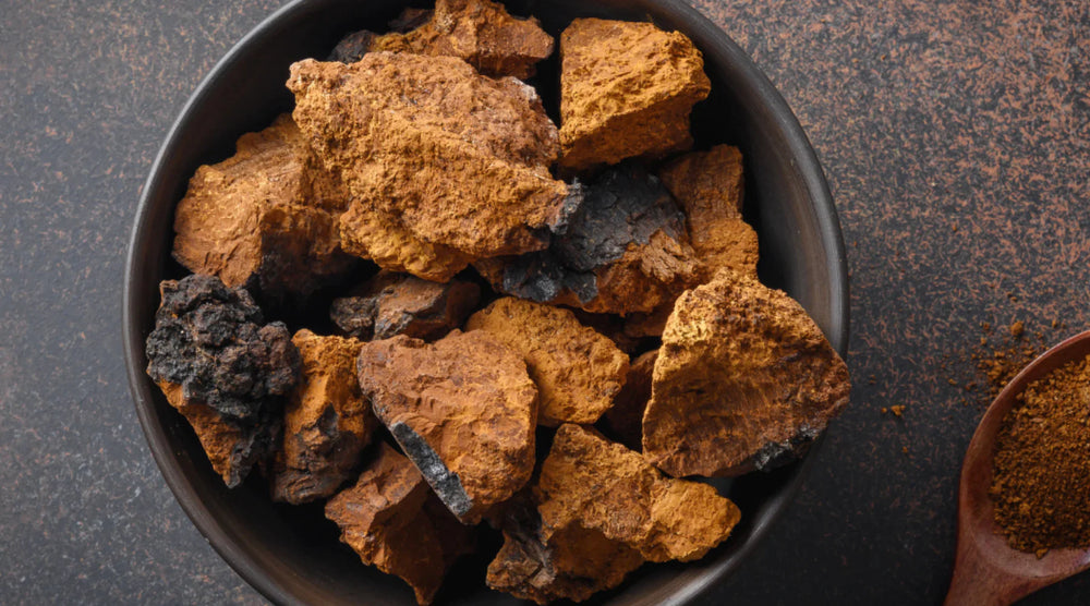 Chaga & Its Potential Benefits