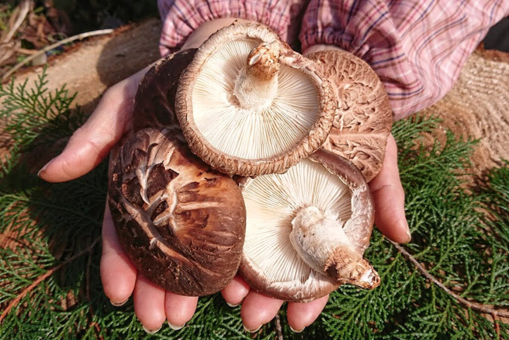 Embracing The Mighty Shiitake