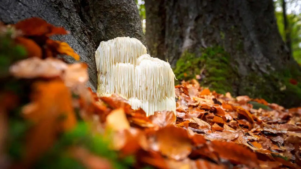 The Potential Cognitive Marvels of Lion's Mane Mushroom