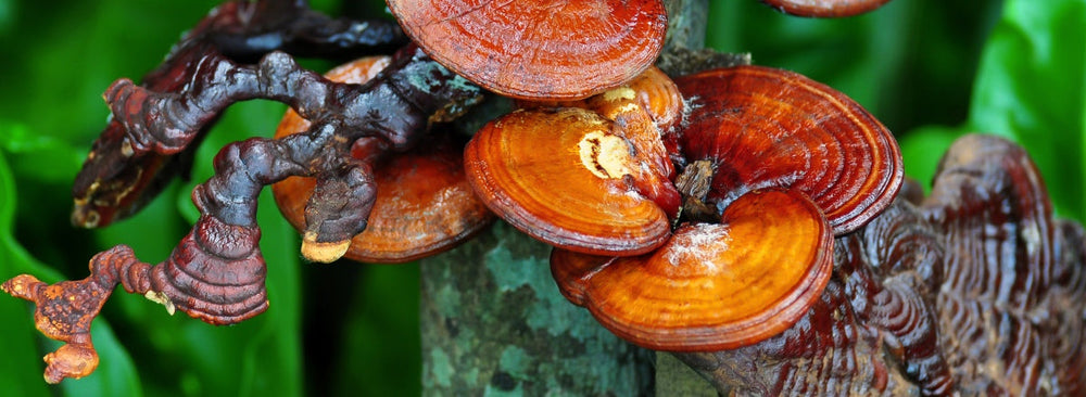 Reishi Mushroom - A Symbol Of Longevity & Vitality