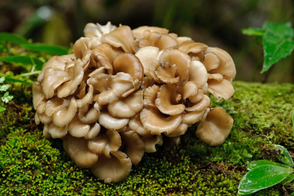 Maitake Magic: A Mushroom Marvel