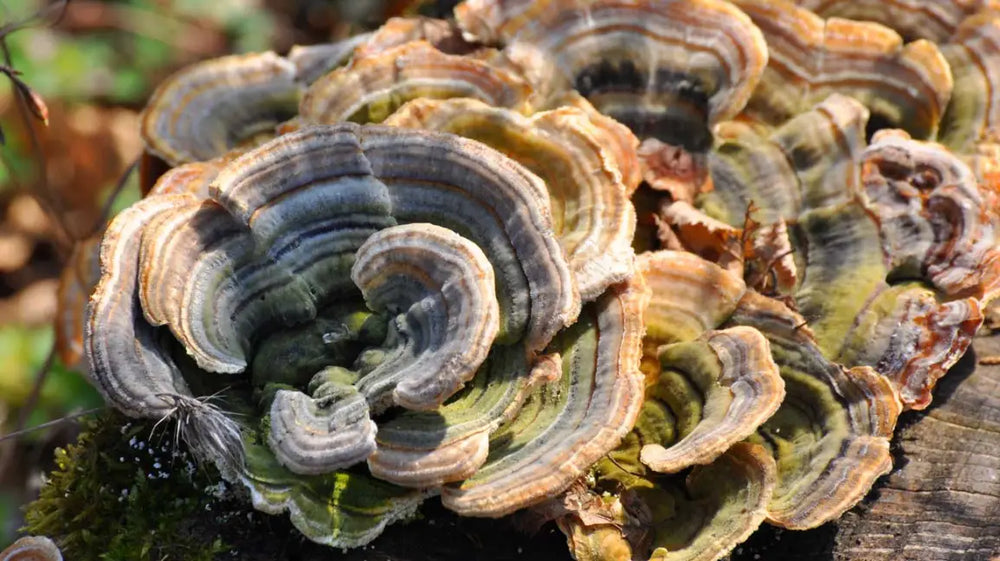 Unveiling the Wonders of Turkey Tail