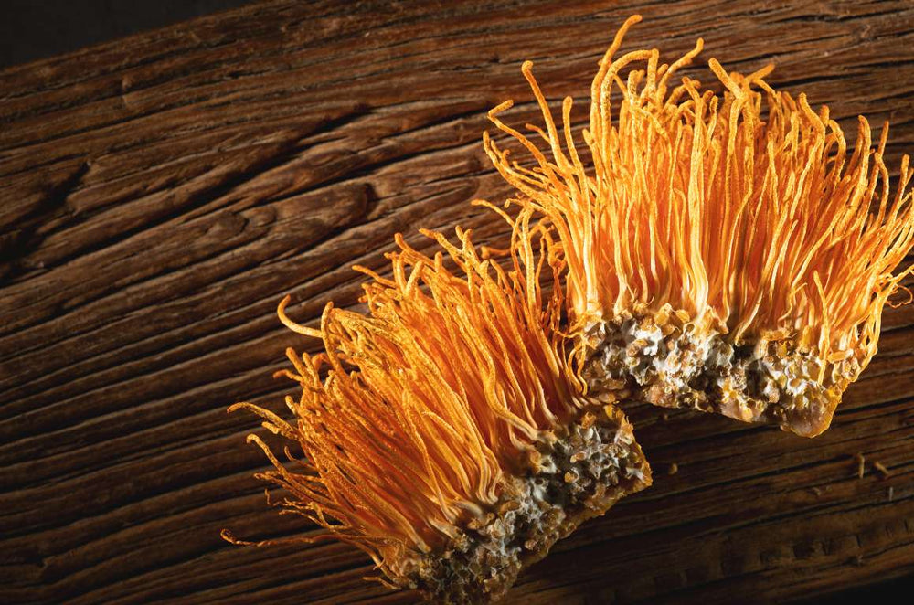 Unveiling the Power of Cordyceps